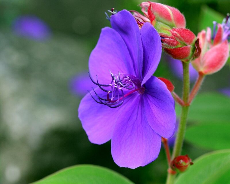 Purple Flower with Buds — Calm