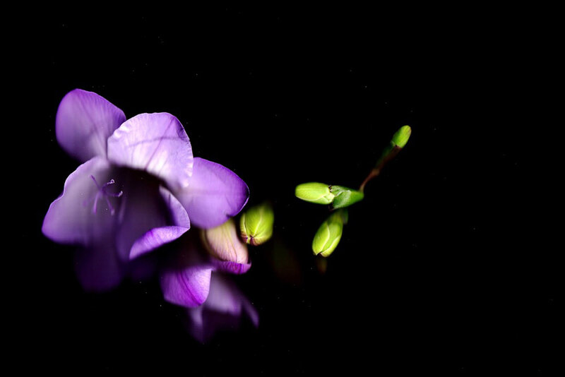 Purple Flower with Buds — Dramatic