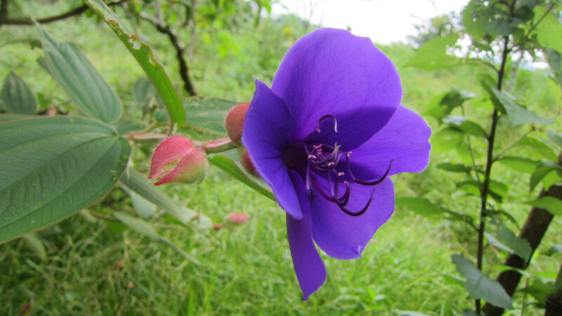 Purple Flower with Buds — Natural, Afternoon