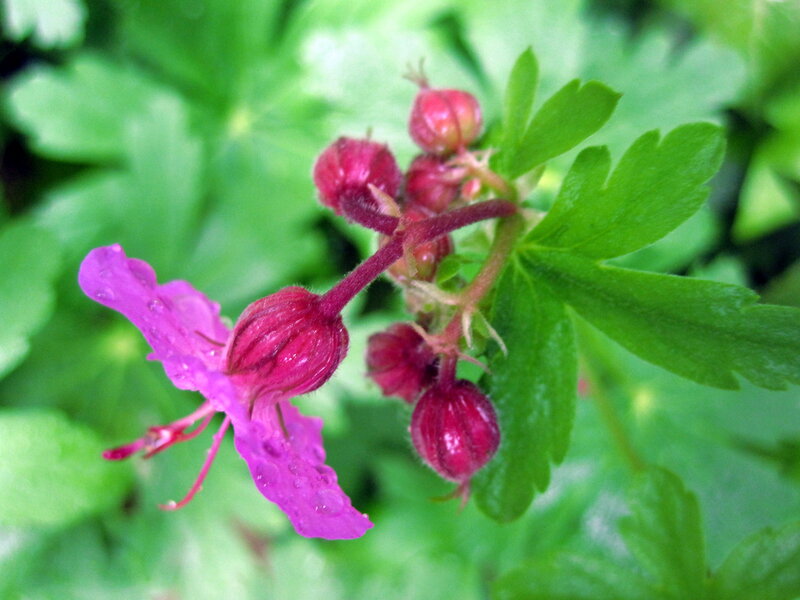 Purple Flower with Buds — Natural