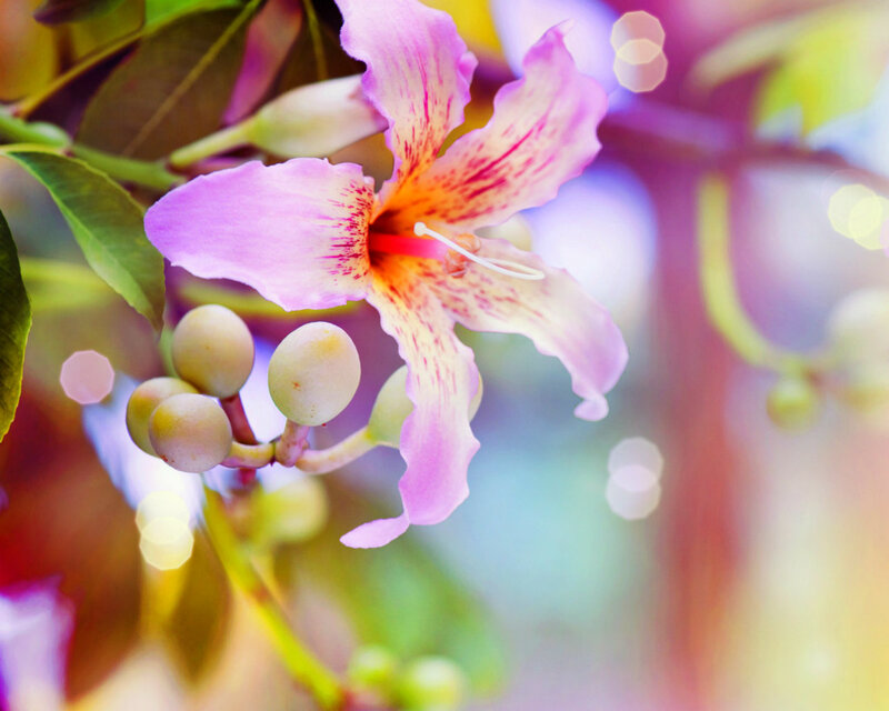 Purple Flower with Buds — Serene, Afternoon