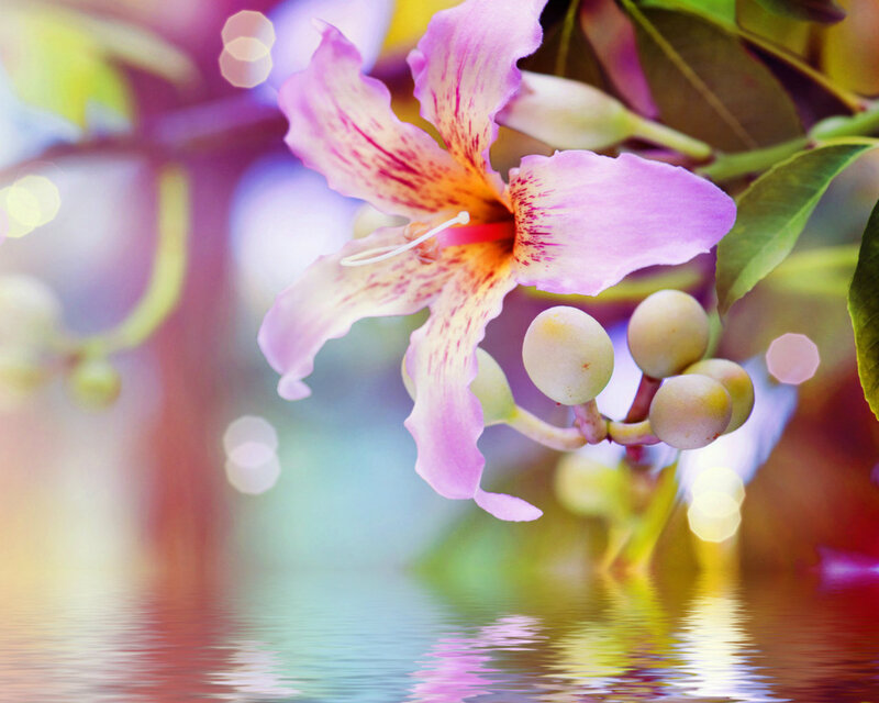 Purple Flower with Buds — Serene, Photograph