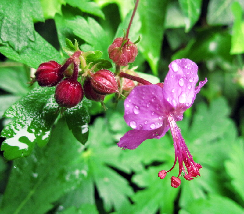 Purple Flower with Buds — Serene