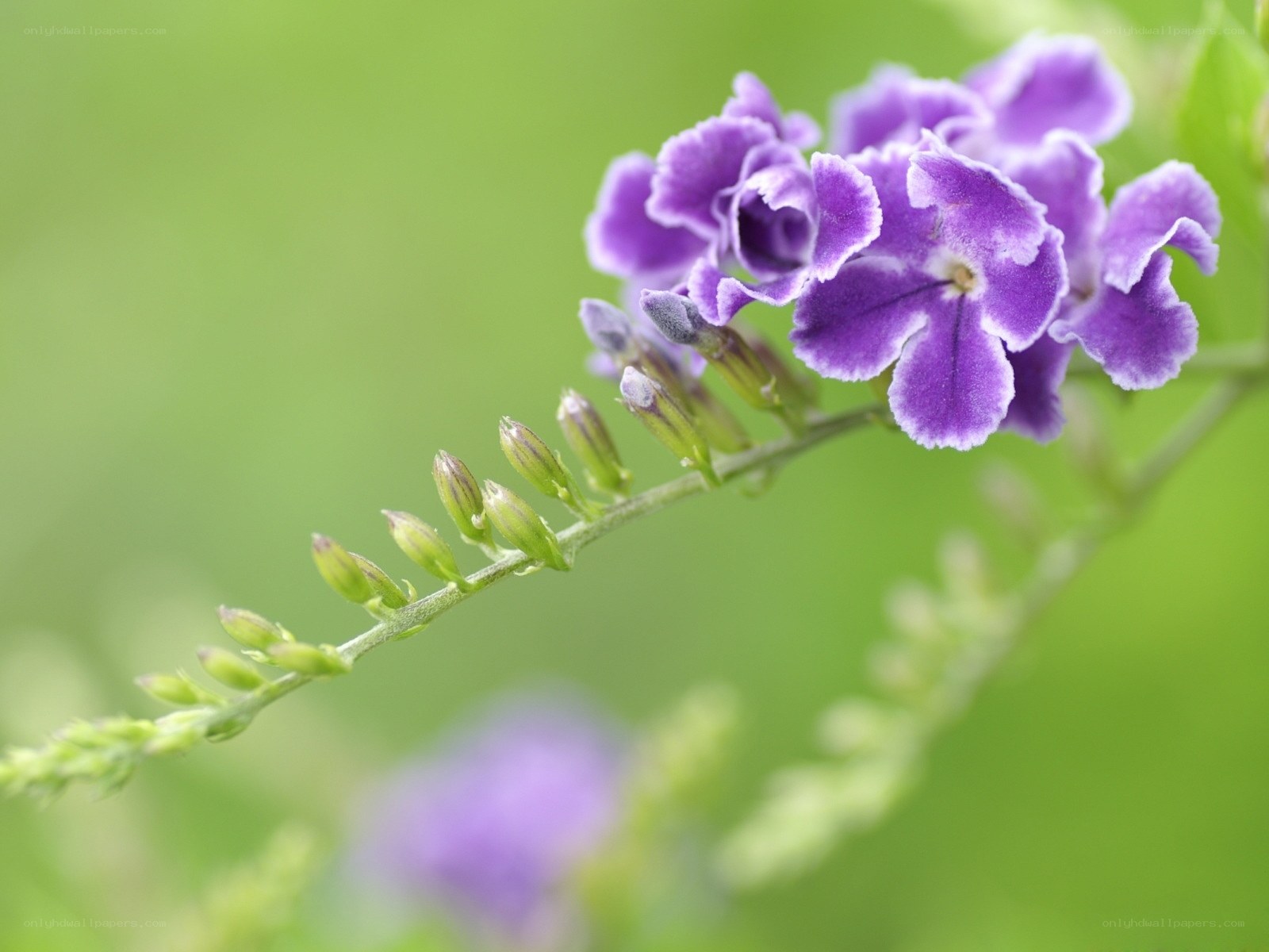 purple flower with buds