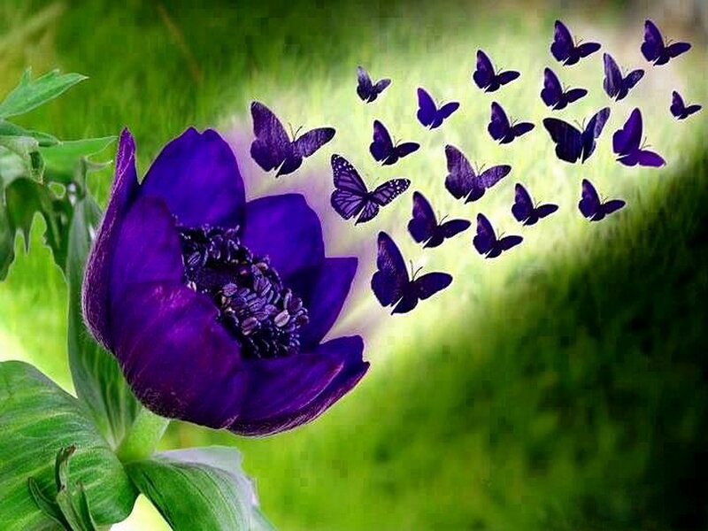 Purple Flower with Butterflies — Serene, Afternoon