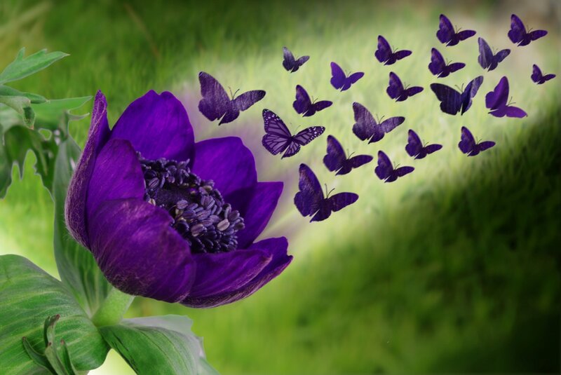 Purple Flower with Butterflies — Serene