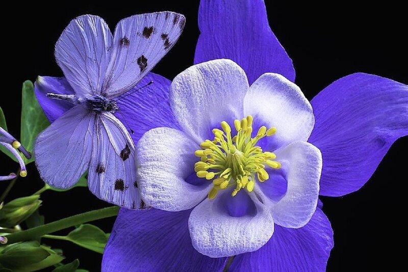 Purple Flower with Butterfly — Dramatic, Photograph