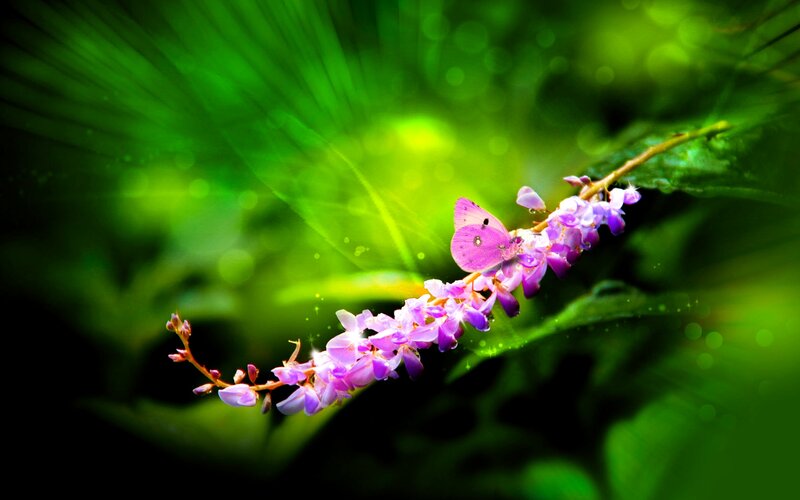 Purple Flower with Butterfly
