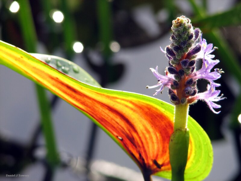 Purple flower with colorful leaf