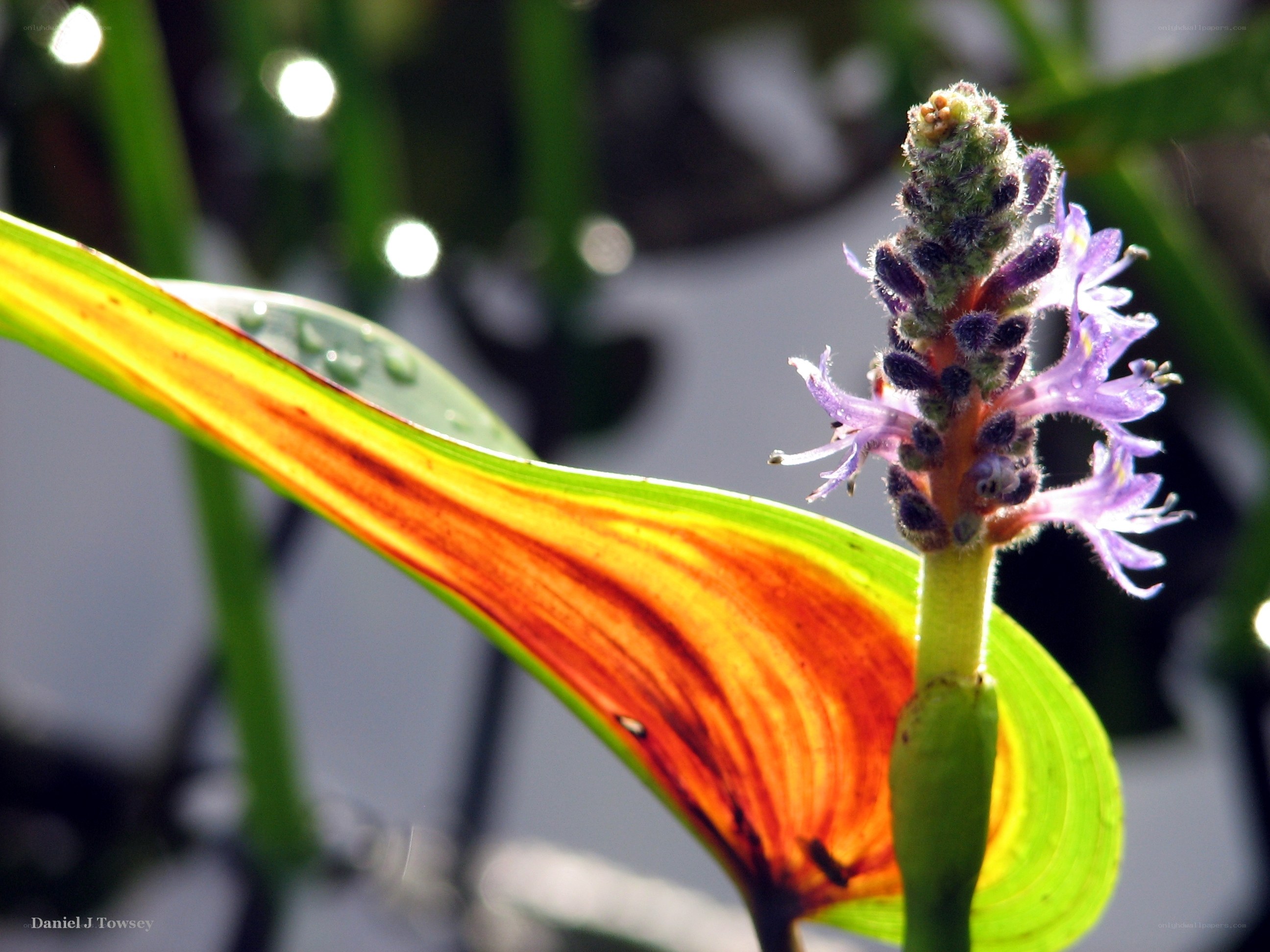 Purple flower with colorful leaf