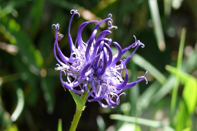 Purple Flower with Curled Petals — Natural