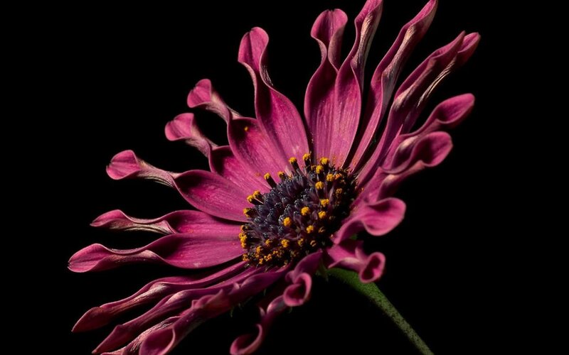 purple flower with curled petals