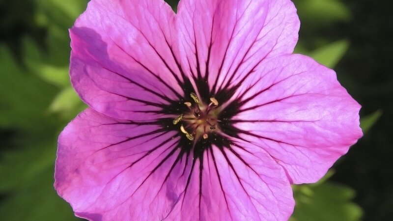 purple flower with dark center