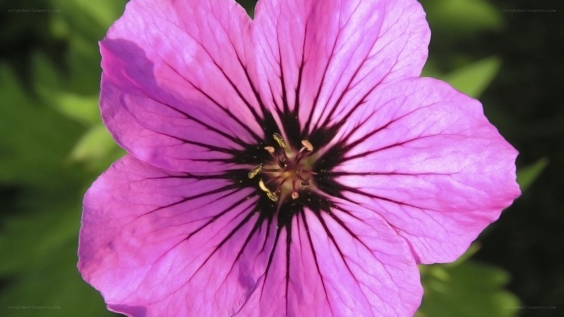 purple flower with dark center