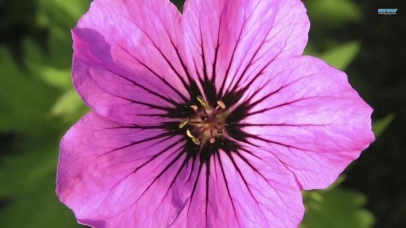 Purple Flower with Dark Center — Serene