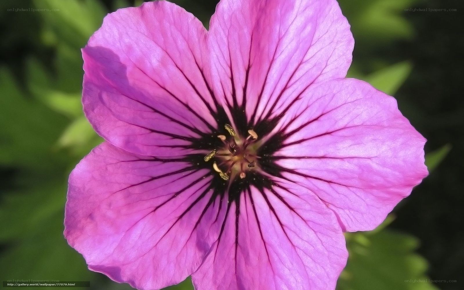 purple flower with dark center