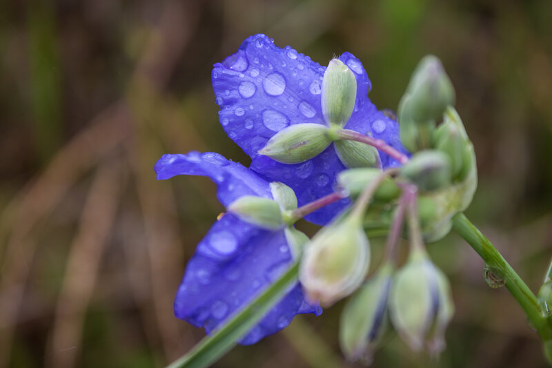 Purple Flower with Dew — Blue