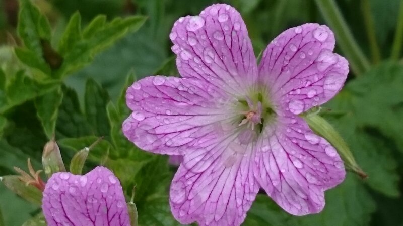 Purple Flower with Dew — Calm, Morning, Photograph, Dew Drops