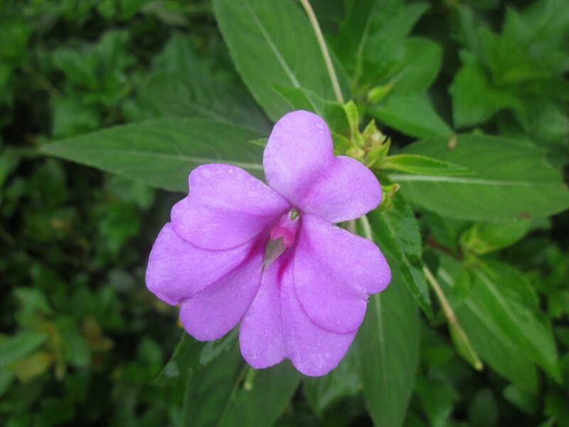 Purple Flower with Dew — Calm, Morning