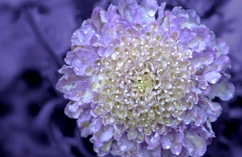 Purple Flower with Dew — Calm, Photograph