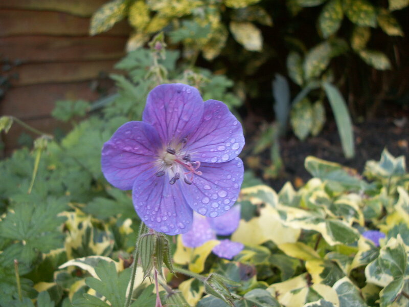 Purple Flower with Dew — Calm