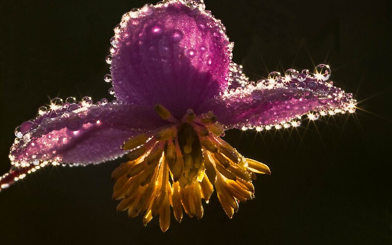 Purple Flower with Dew — Dramatic