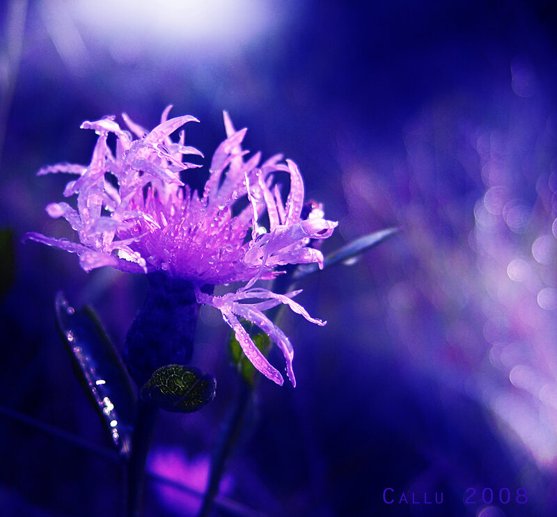 Purple Flower with Dew — Dreamy