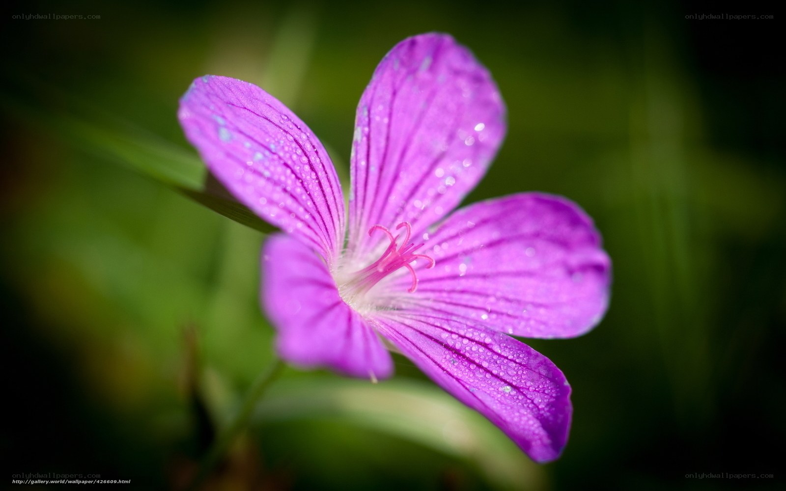 Purple flower with dew drops