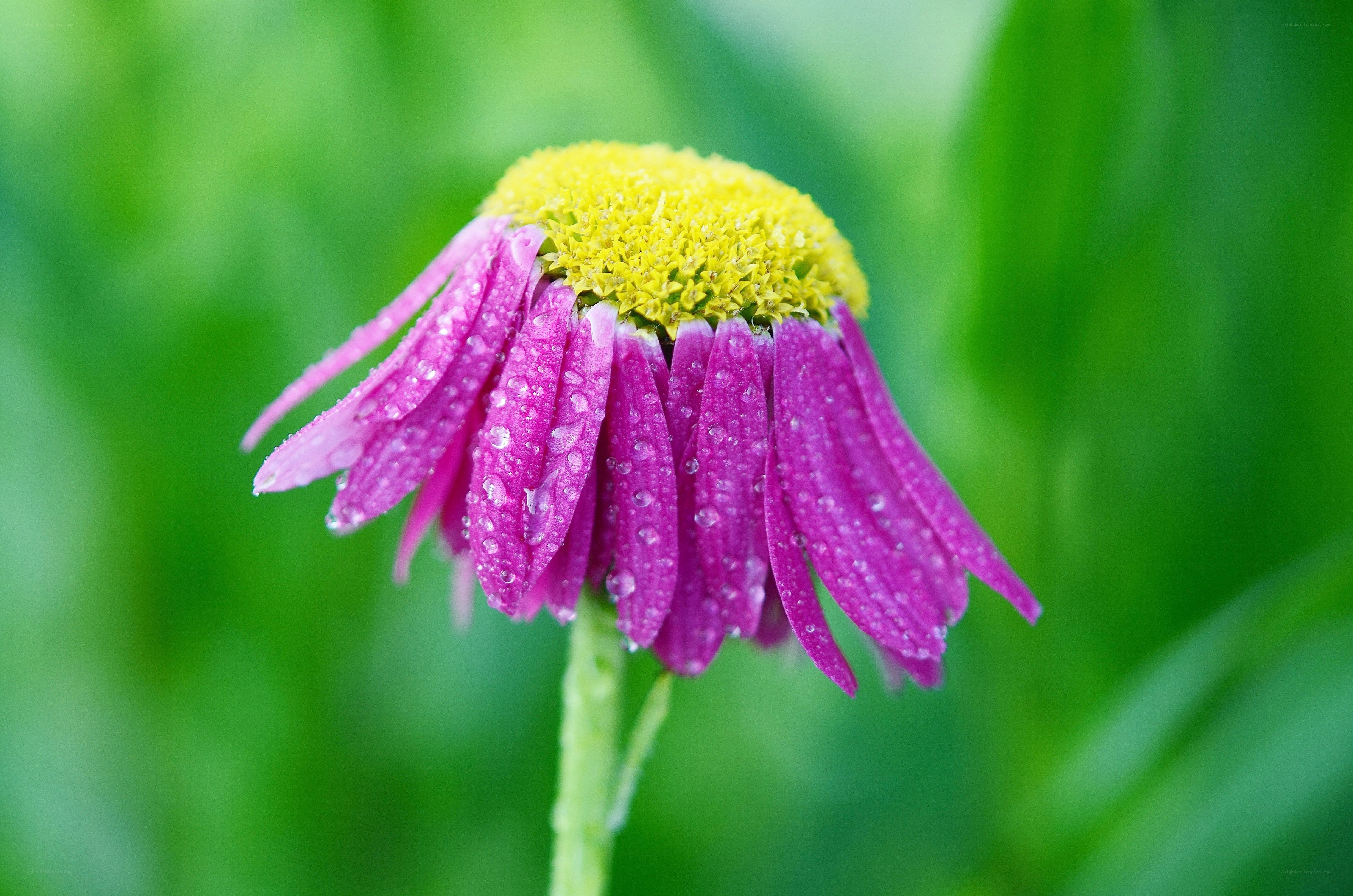 Purple flower with dew drops
