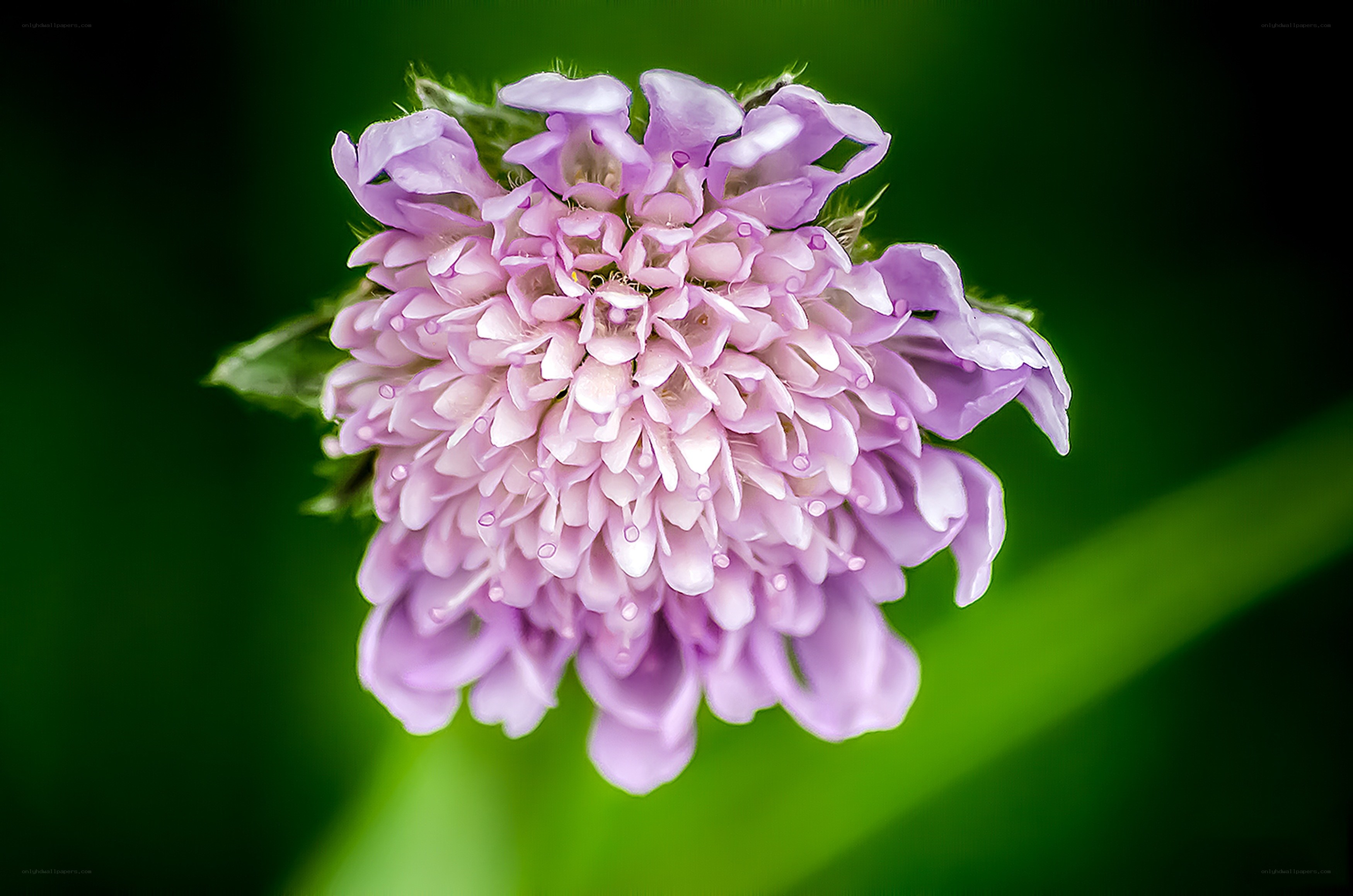 purple flower with dew drops