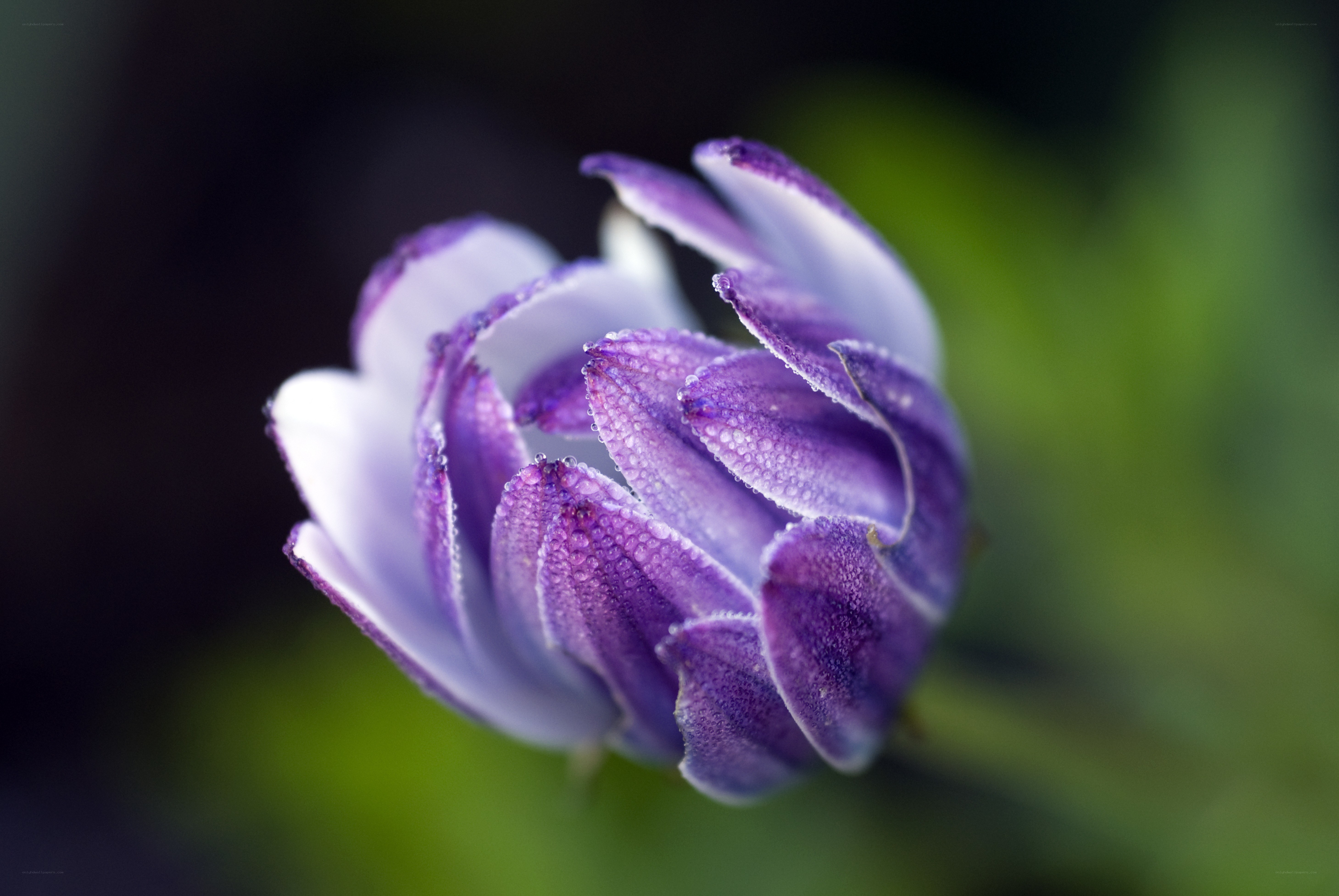 Purple flower with dew drops
