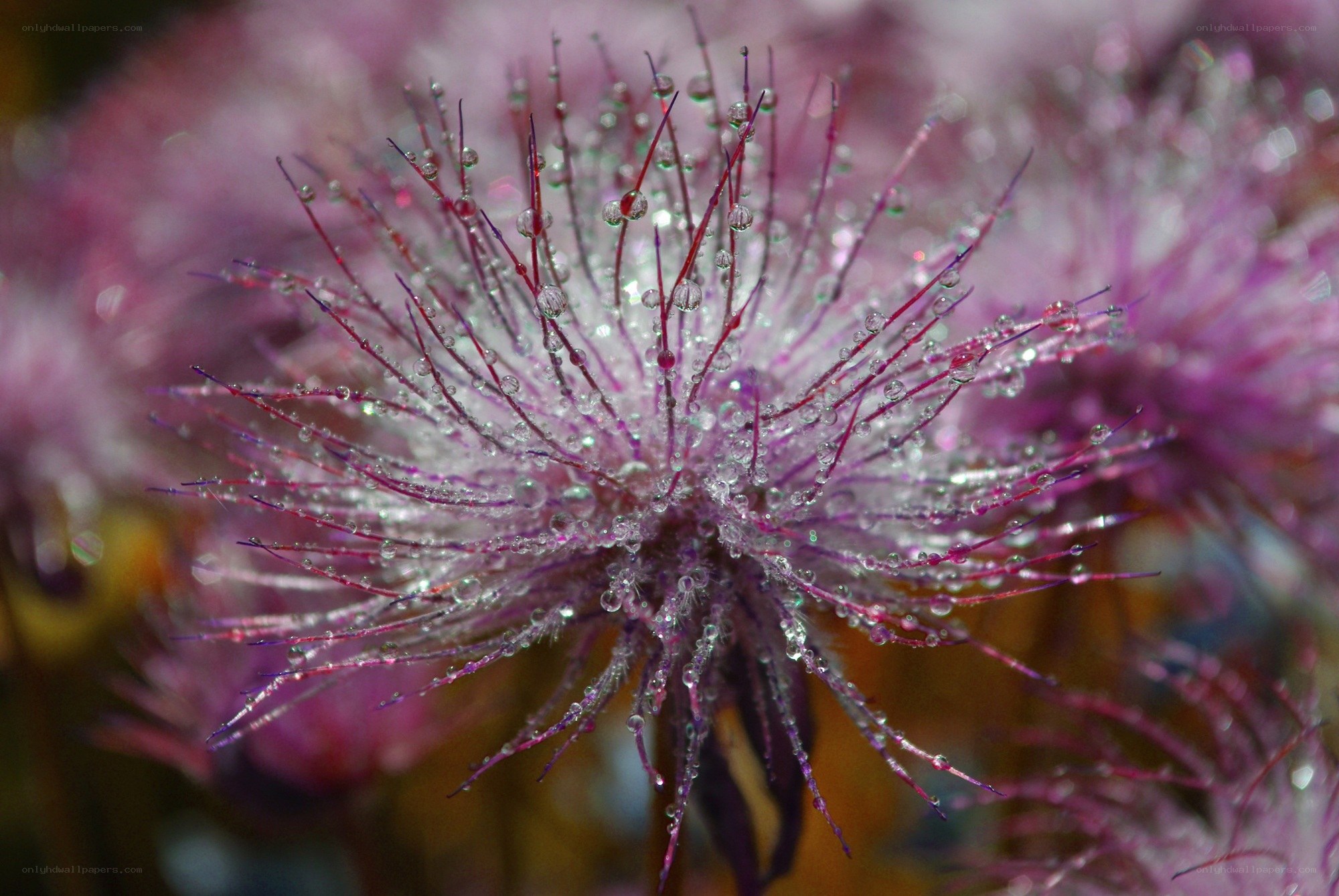 Purple flower with dew drops