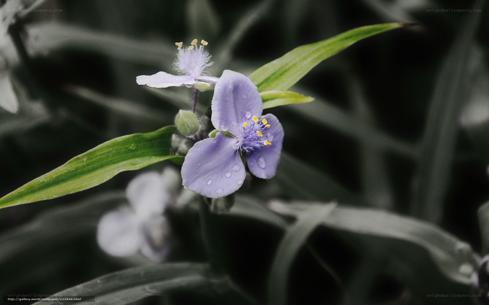 Purple flower with dew drops