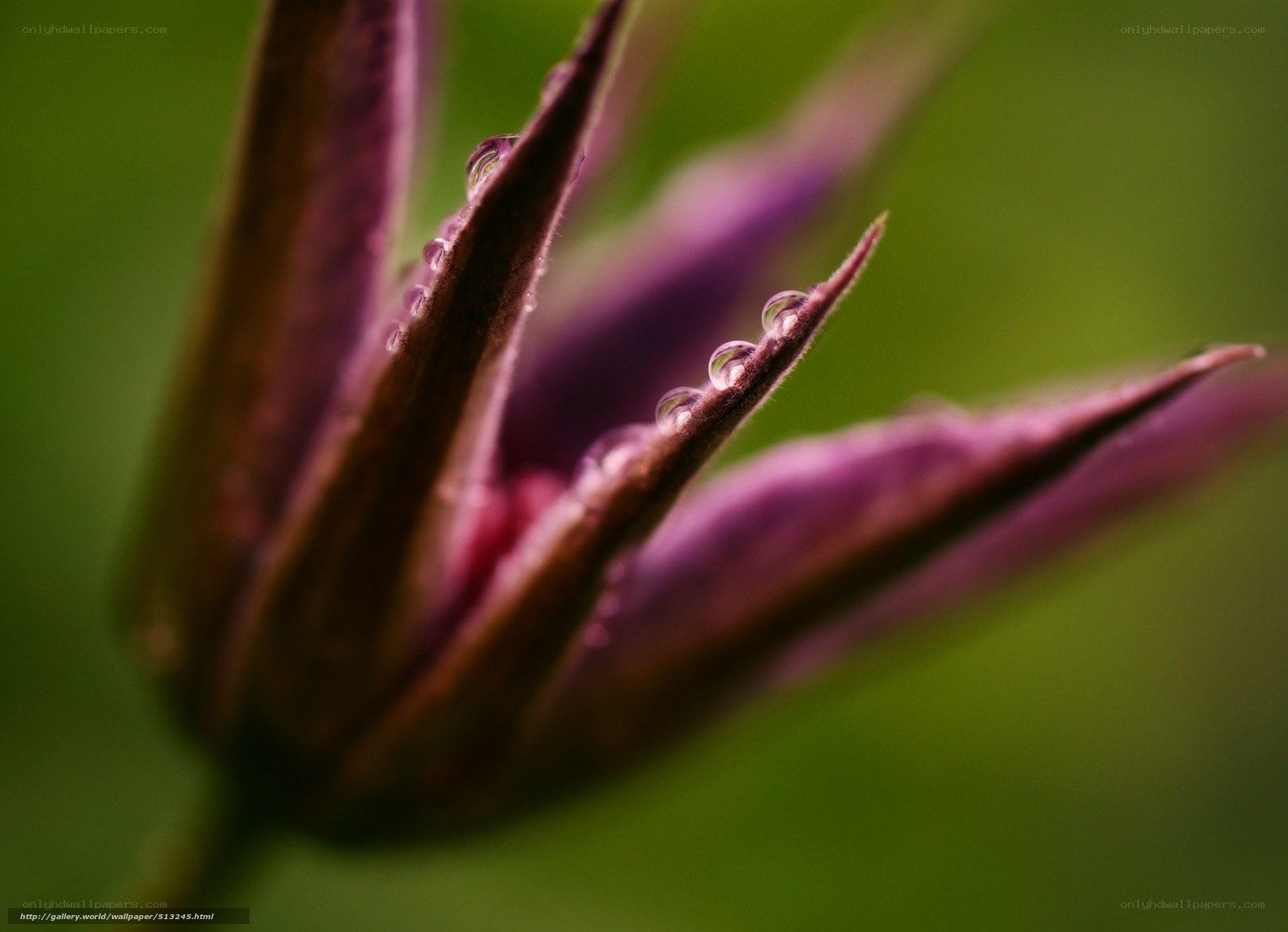 Purple flower with dew drops