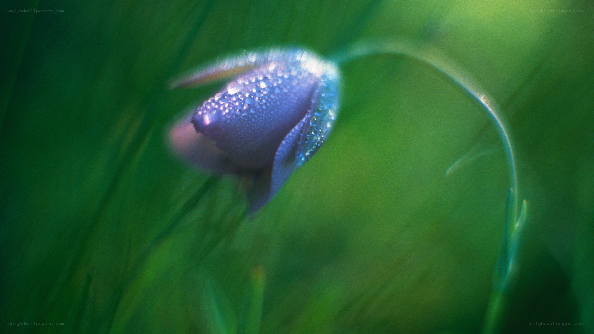 Purple flower with dew drops