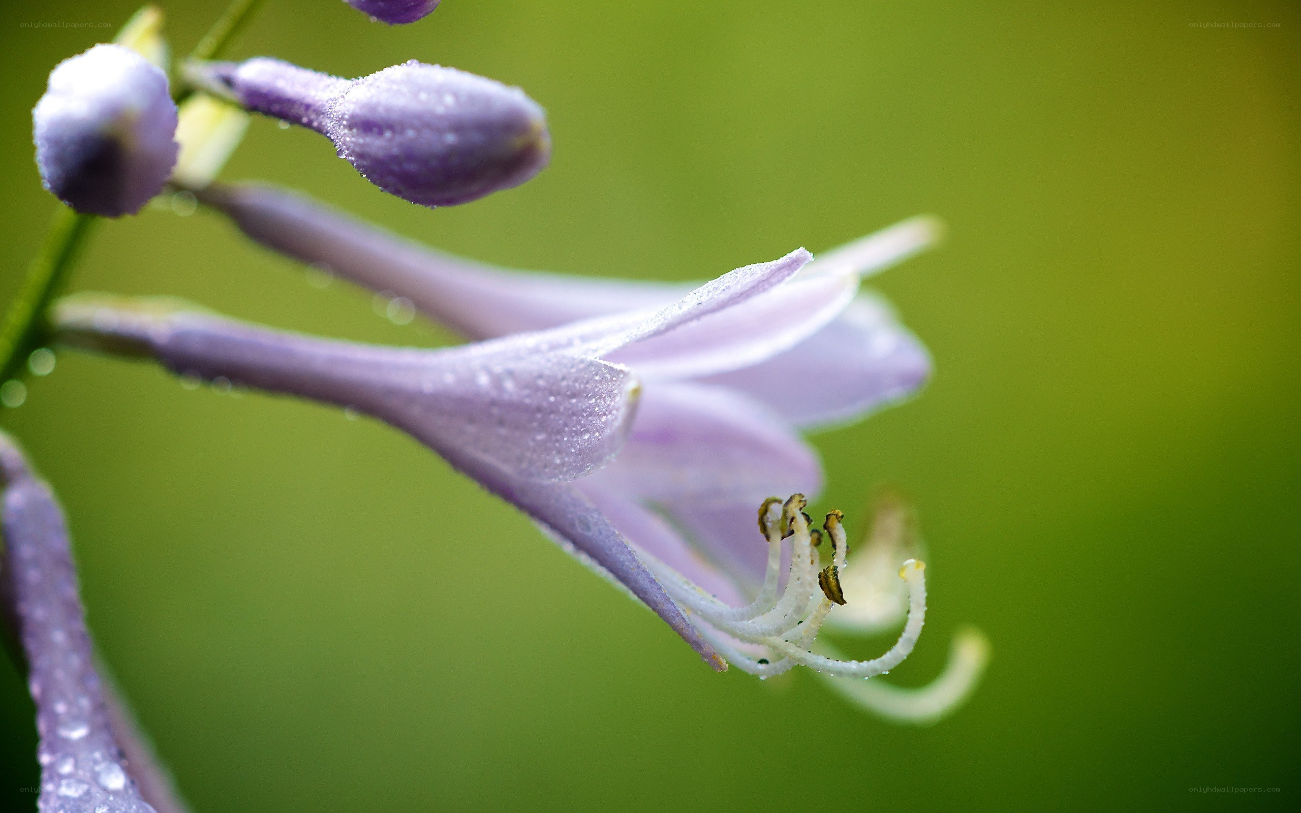 Purple flower with dew drops