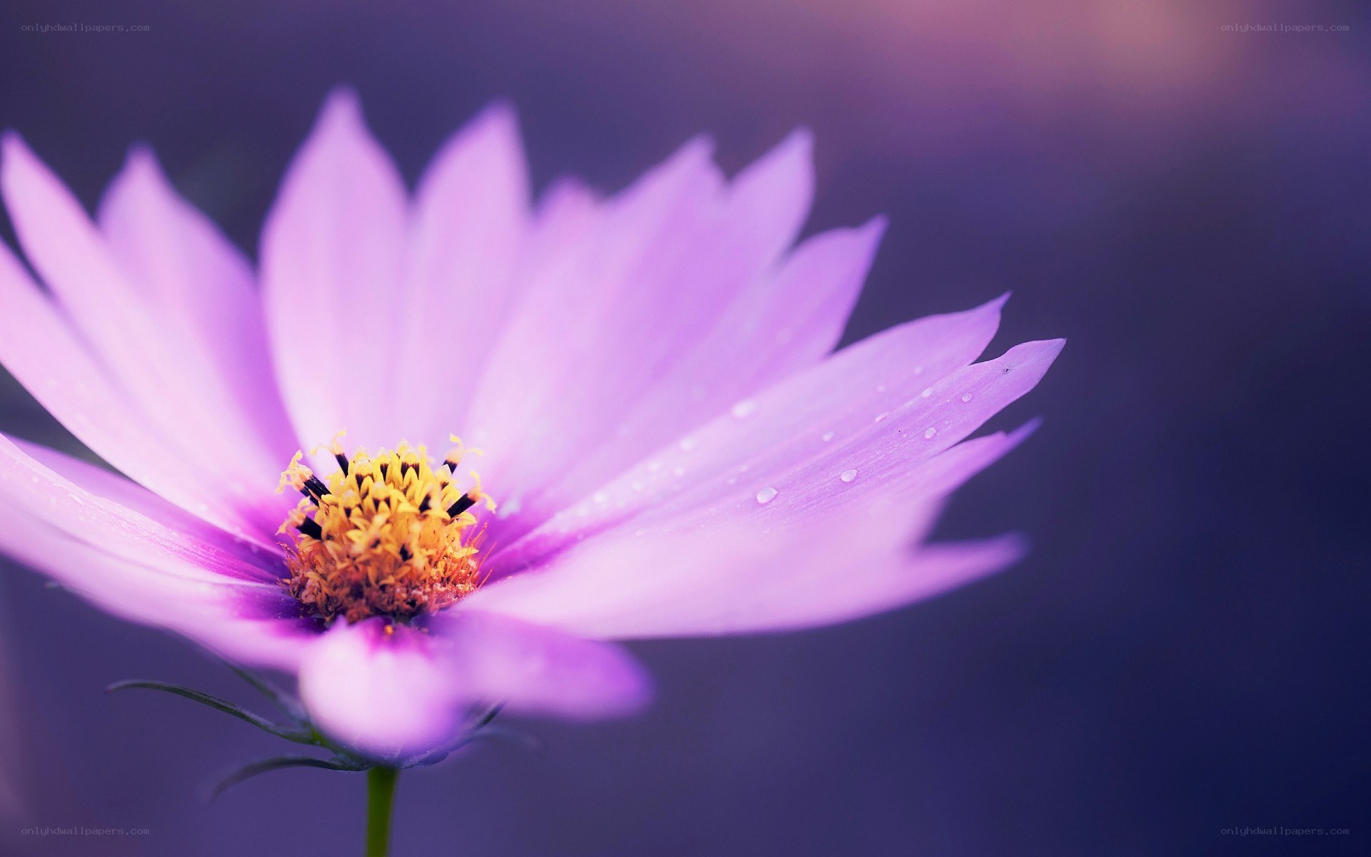 purple flower with dew drops