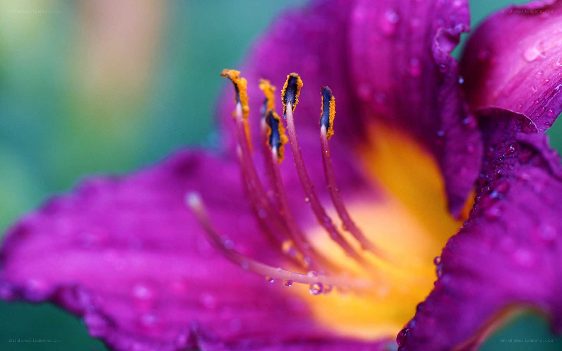 Purple flower with dew drops
