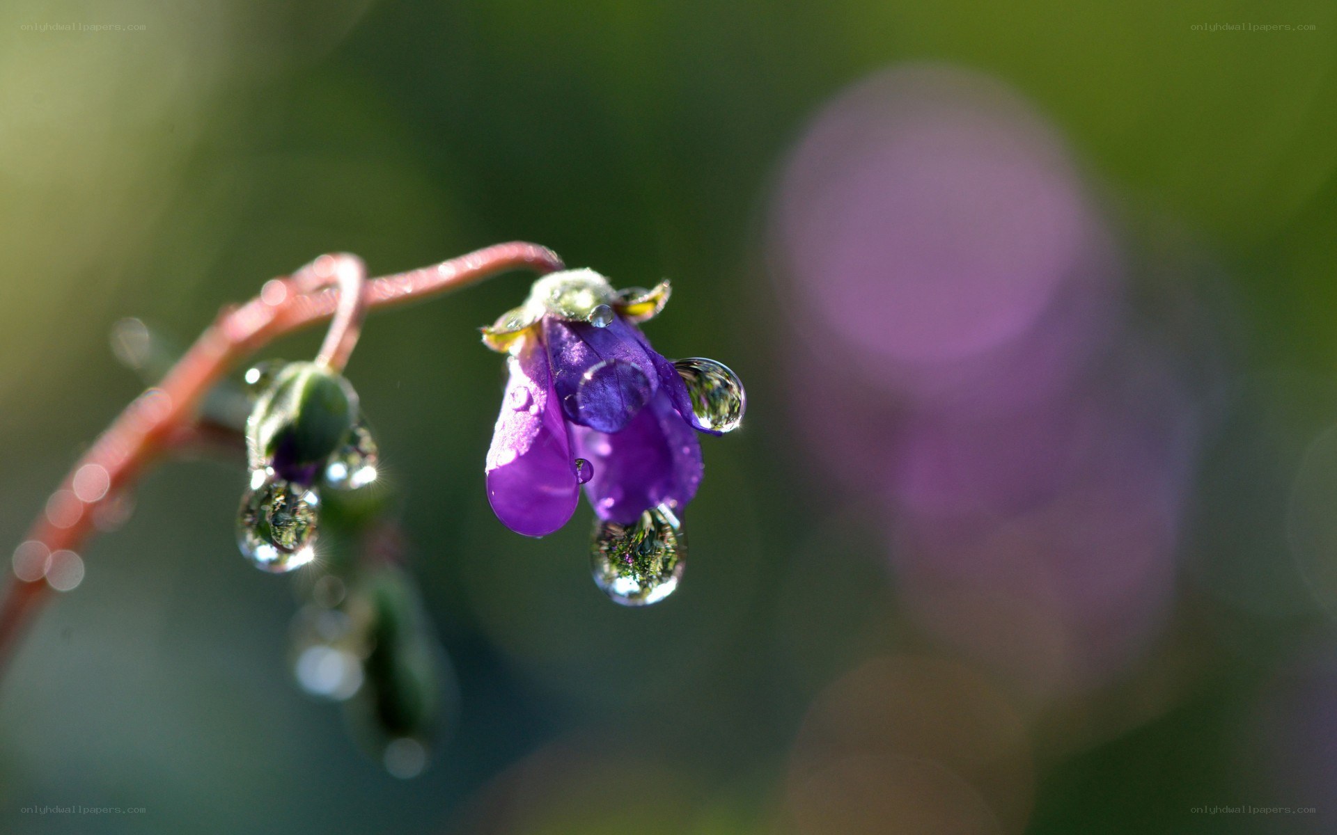 Purple flower with dew drops