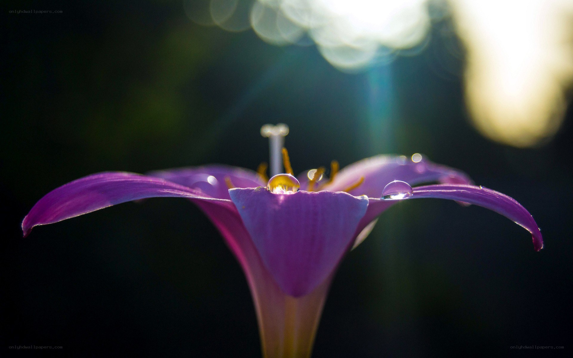 purple flower with dew drops