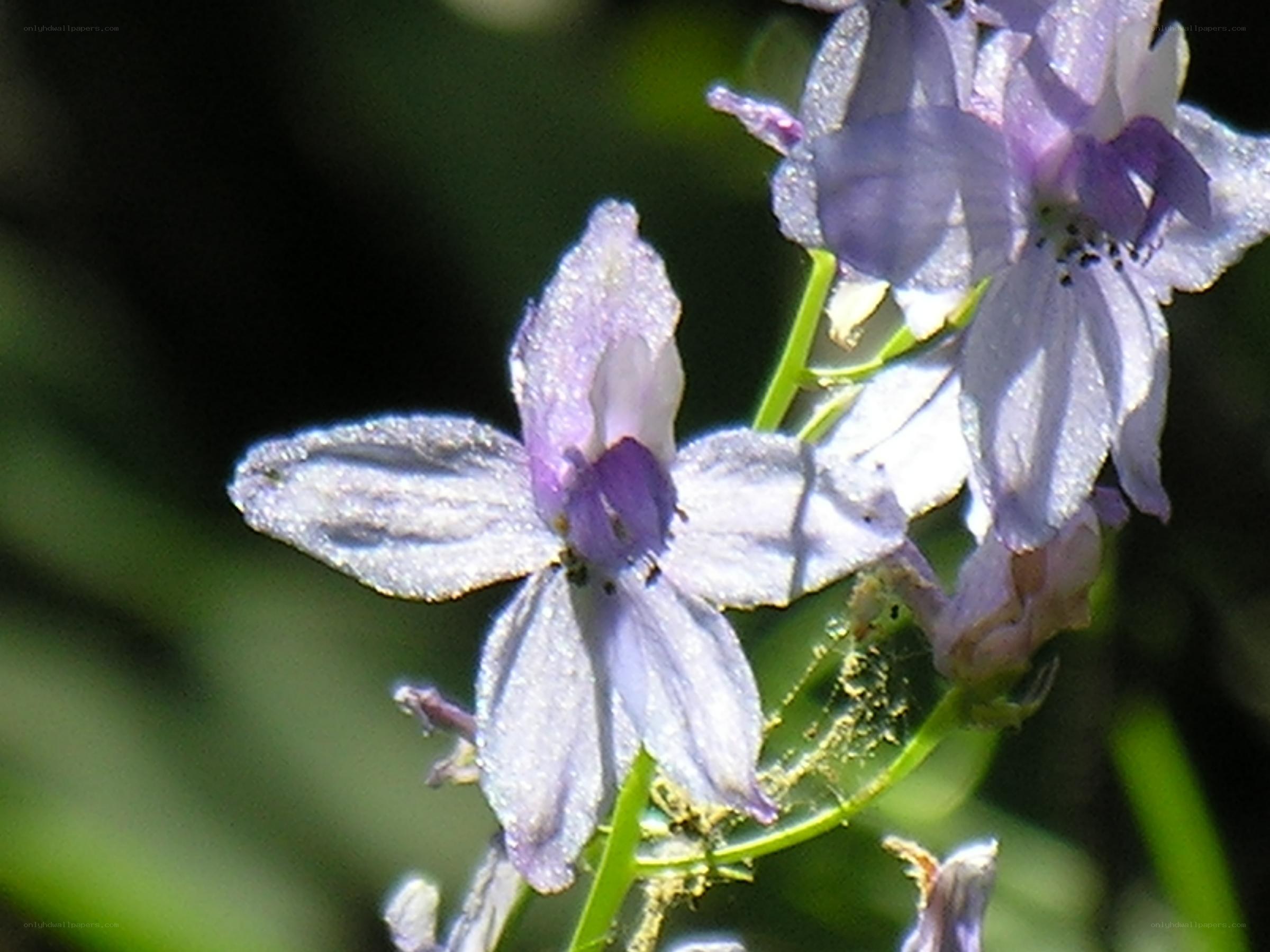 purple flower with dew drops