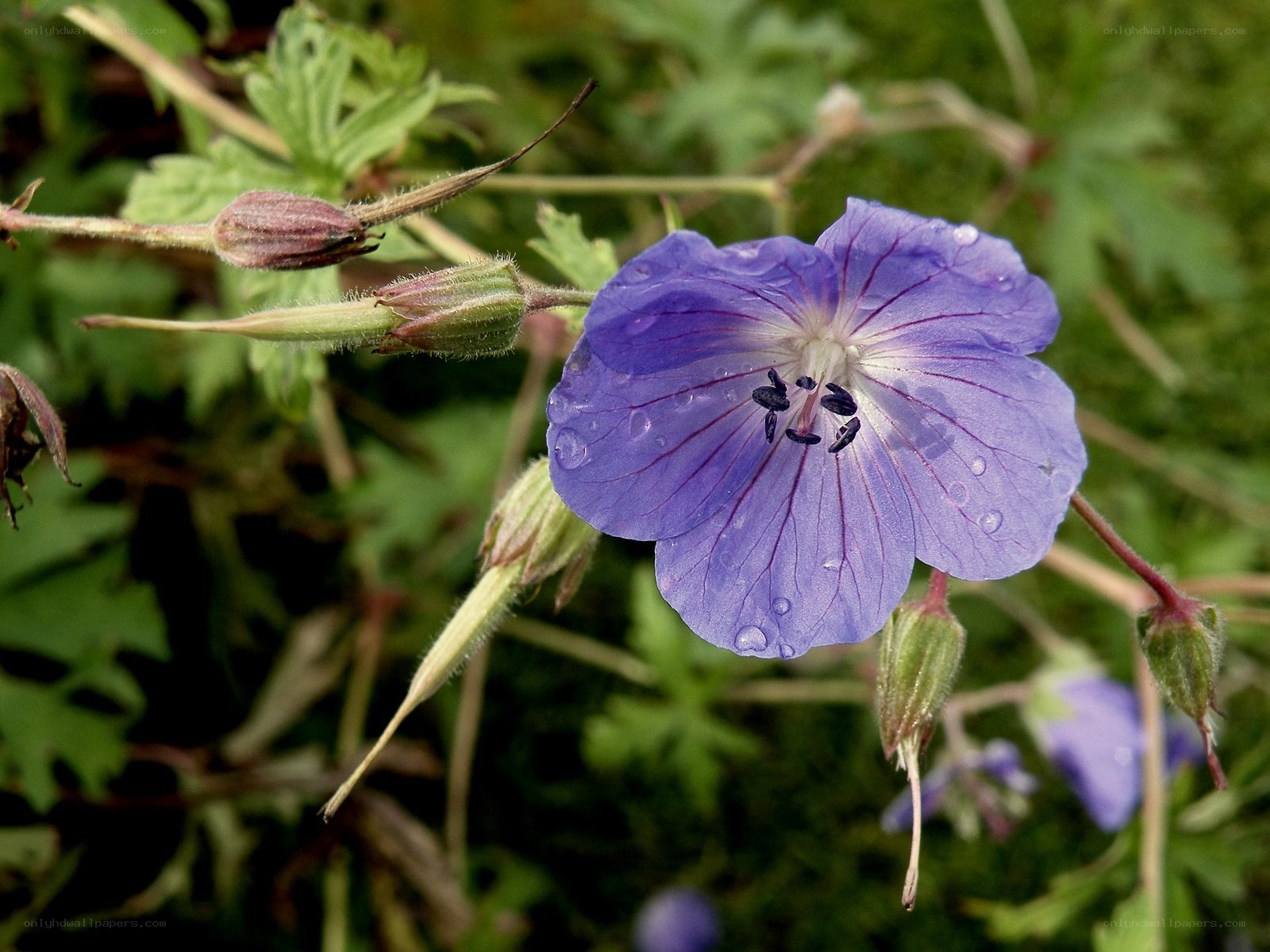 purple flower with dew drops