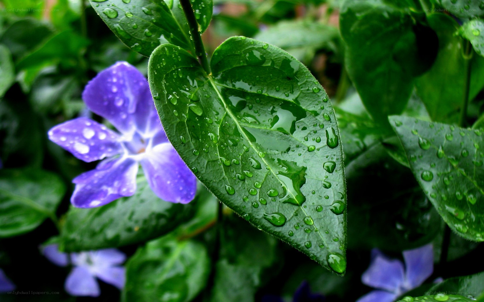 purple flower with dew drops