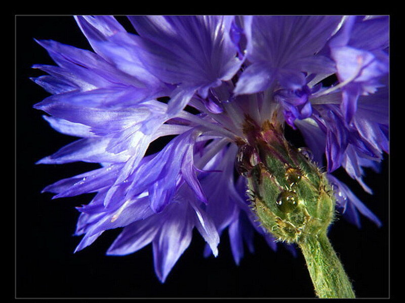 Purple flower with dew drops