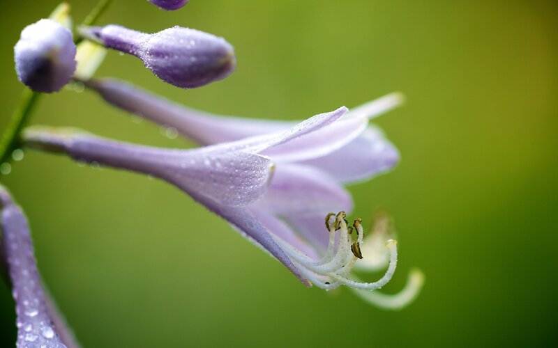 Purple flower with dew drops