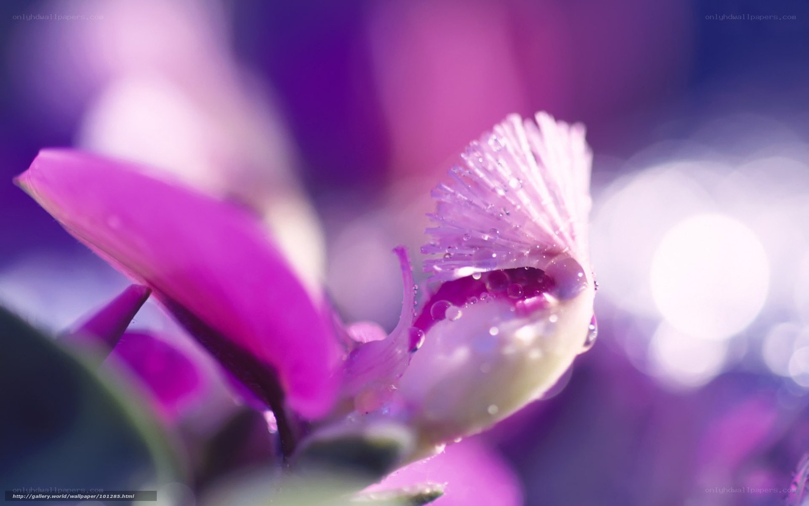 Purple flower with dew drops