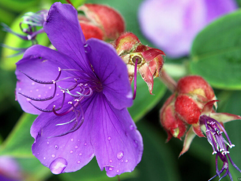 Purple Flower with Dew — Serene, Morning, Photograph, Dew Drops, Buds