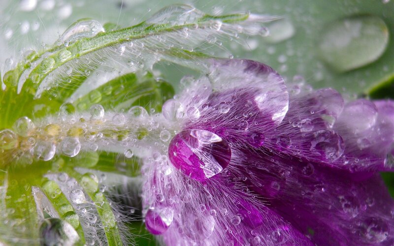 Purple Flower with Dew — Serene, Morning, Photograph, Dew Drops, Green Leaf