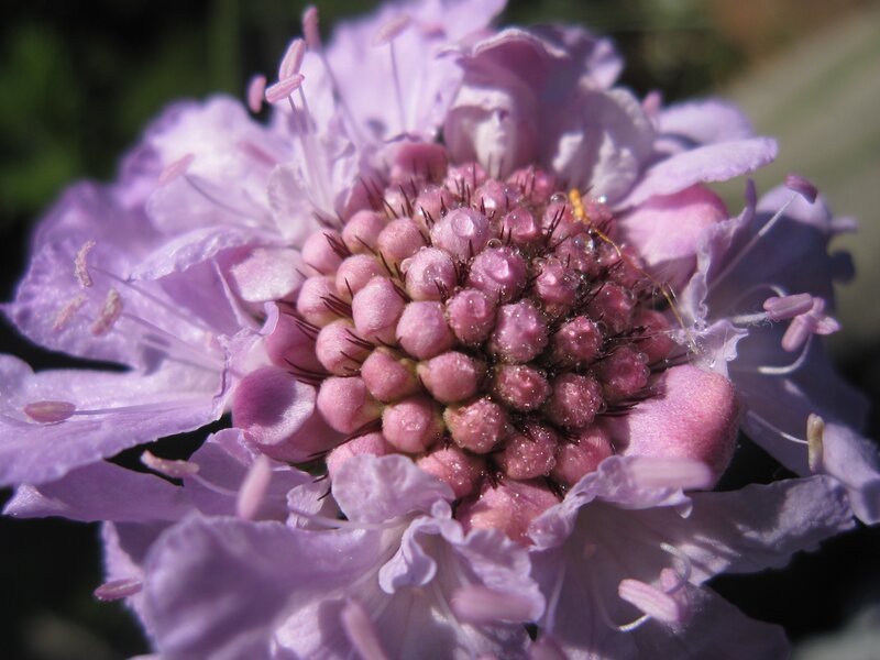 Purple Flower with Dew — Serene, Morning, Photograph, Dew Drops, Petals, Stamen