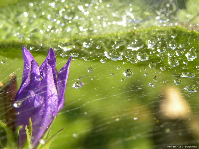 Purple Flower with Dew — Serene, Morning, Photograph, Dew Drops, Spider Web